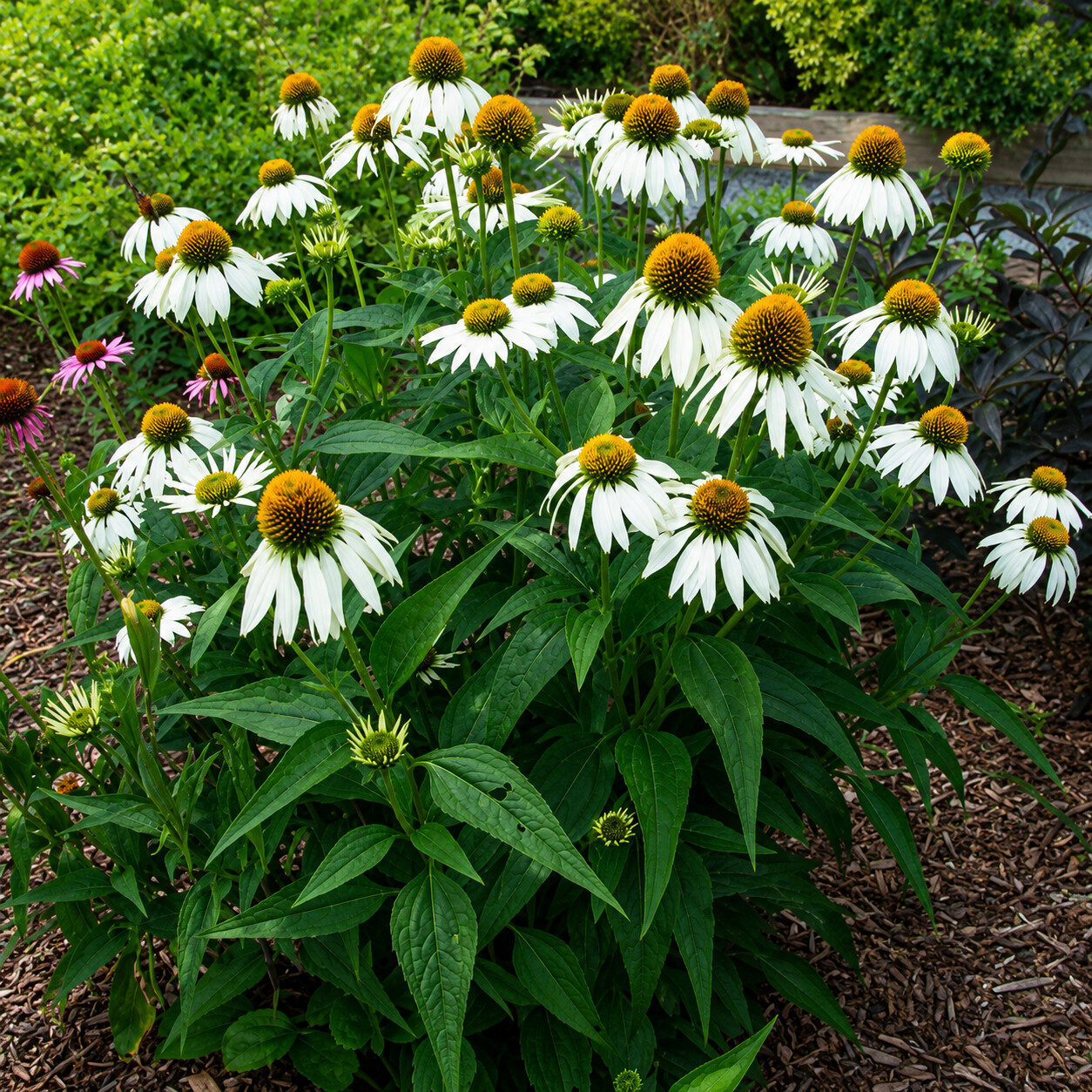 Echinacea jeżówka WHITE SWAN - obrazek 5