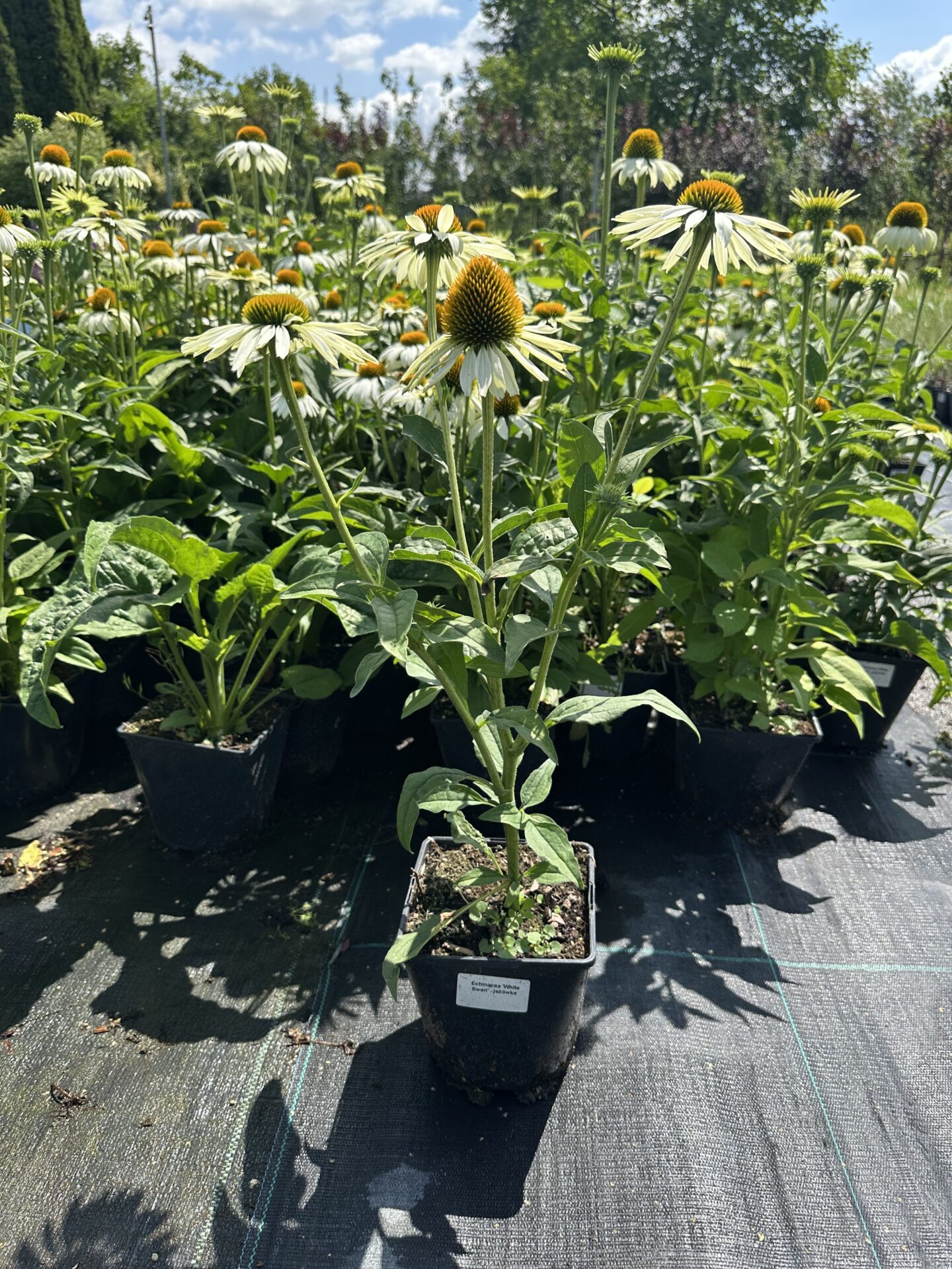 Echinacea jeżówka WHITE SWAN - obrazek 6