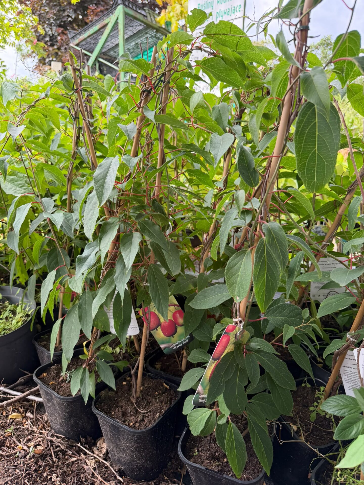 MINI KIWI HARDY RED odmiana żeńska - obrazek 5