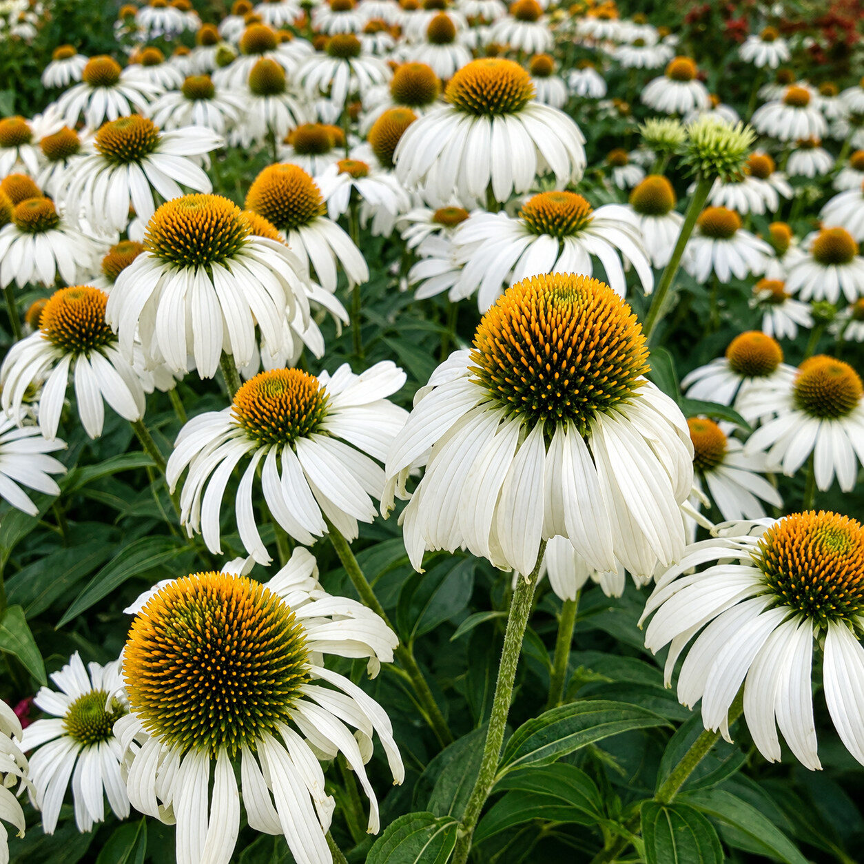 Echinacea jeżówka WHITE SWAN