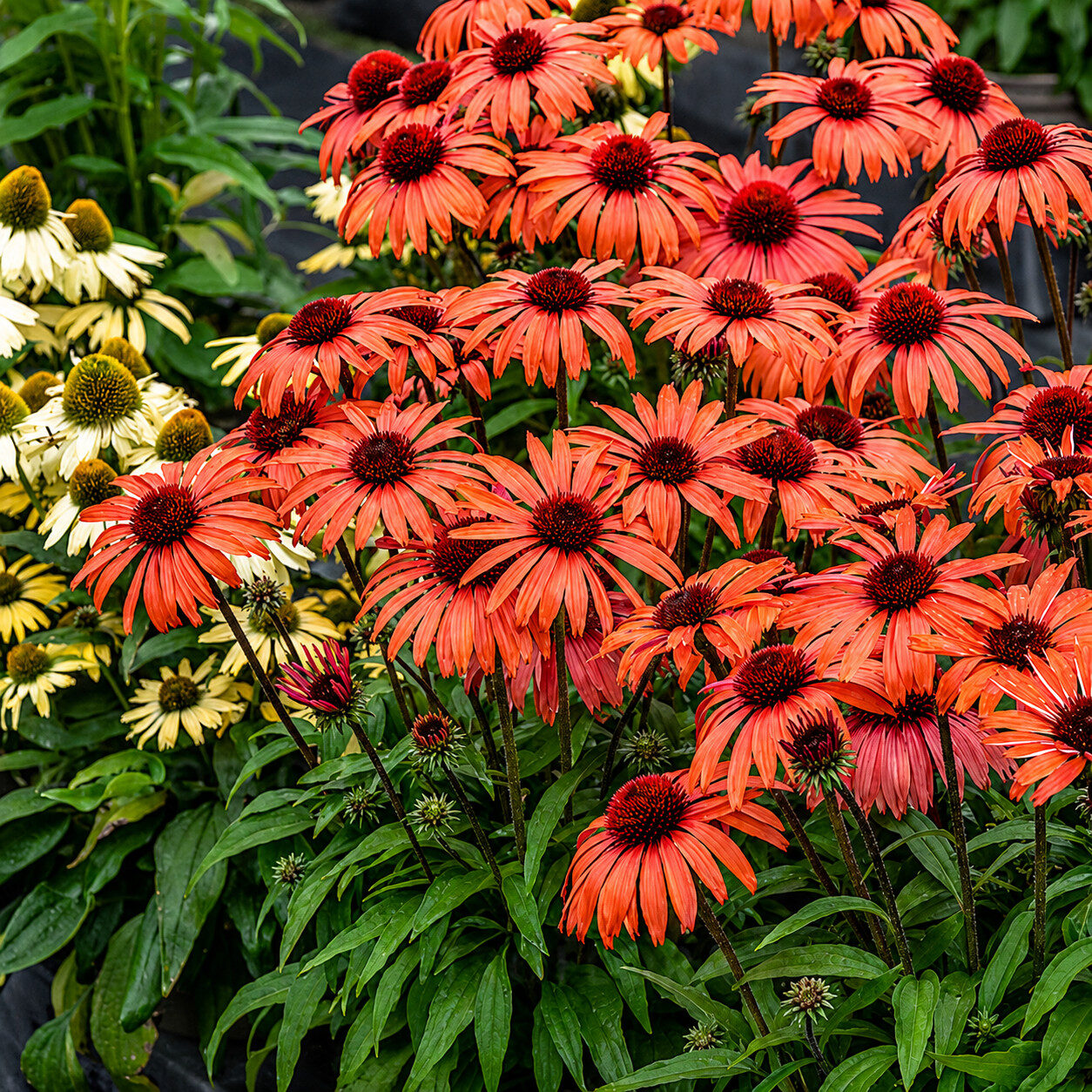 Echinacea jeżówka SUNMAGIC VINTAGE ORANGE - obrazek 2