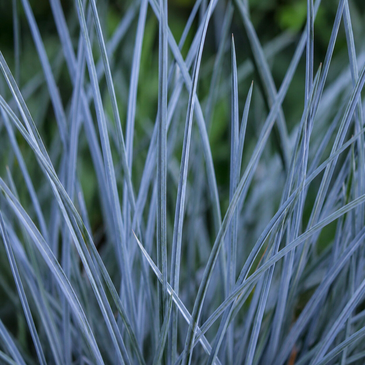 Kostrzewa sina BLAUGLUT - obrazek 4