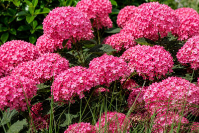 Hortensja drzewiasta CANDYBELLE WINEGUM