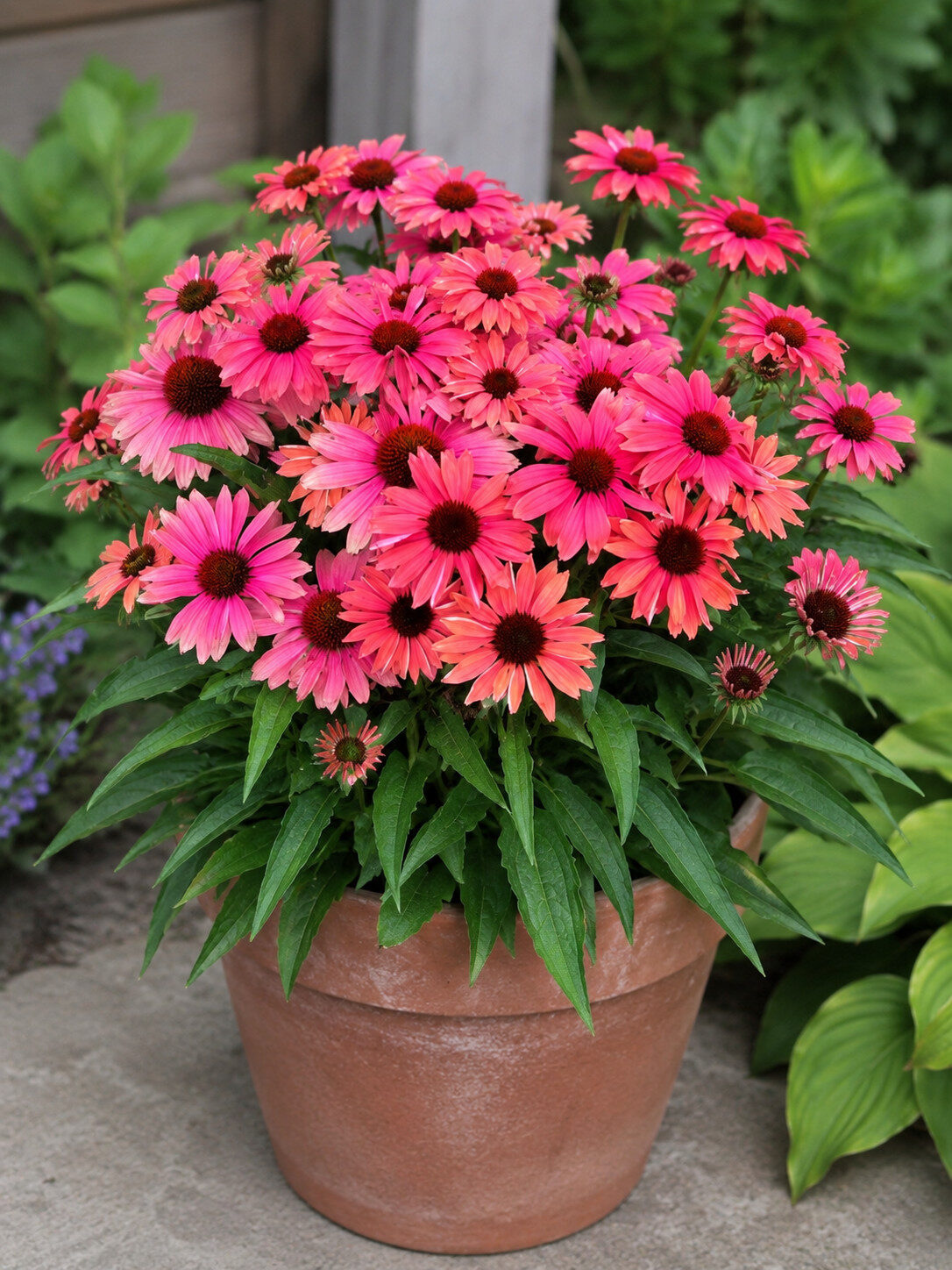 Echinacea jeżówka PEARL CORAL - obrazek 4