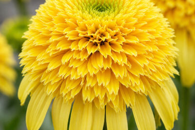 Echinacea jeżówka LEMON DROP