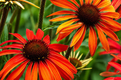 Echinacea jeżówka HOT SUMMER