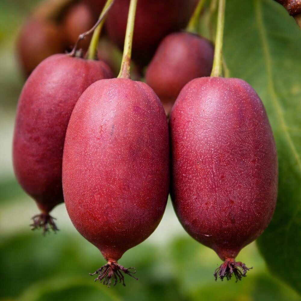 MINI KIWI HARDY RED odmiana żeńska