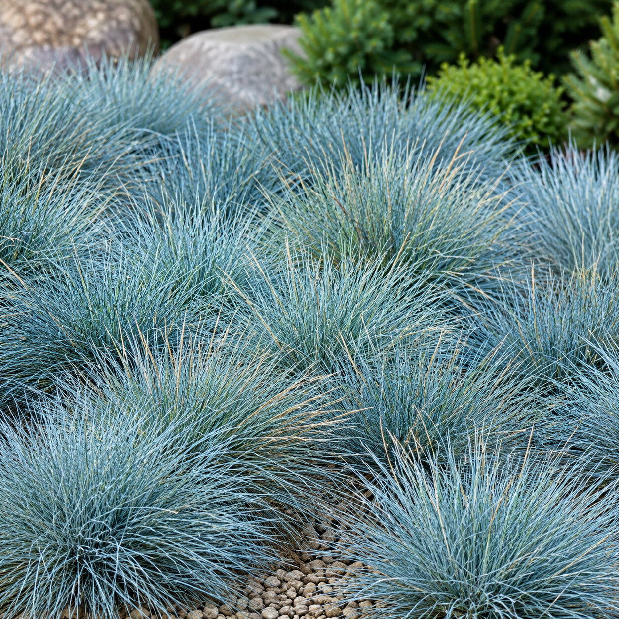 Kostrzewa sina BLAUGLUT - obrazek 5