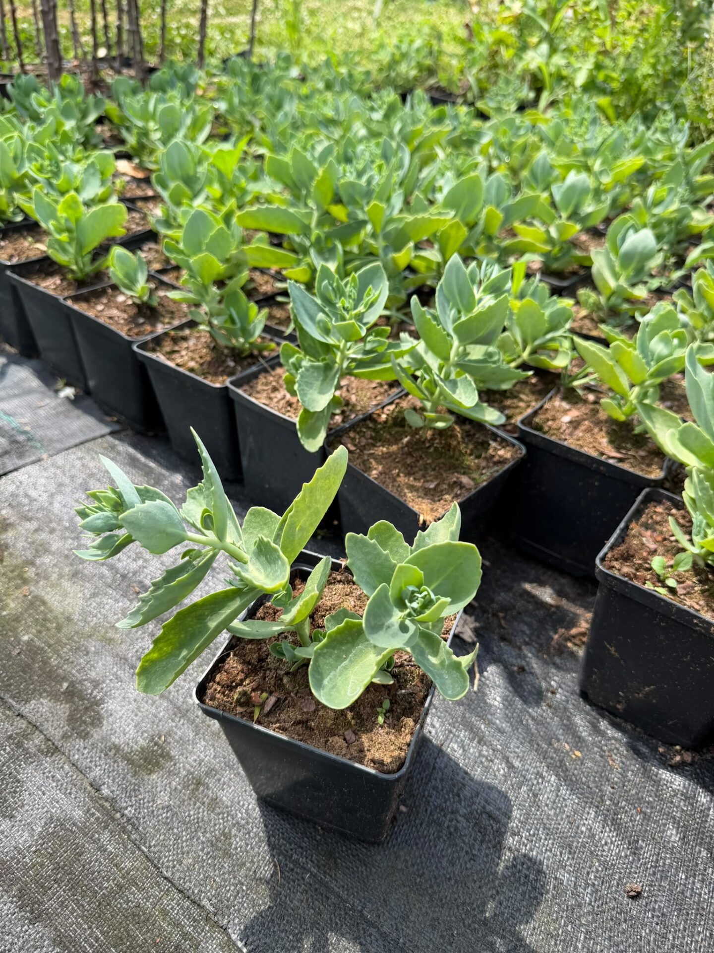 Rozchodnik STARDUST - obrazek 2