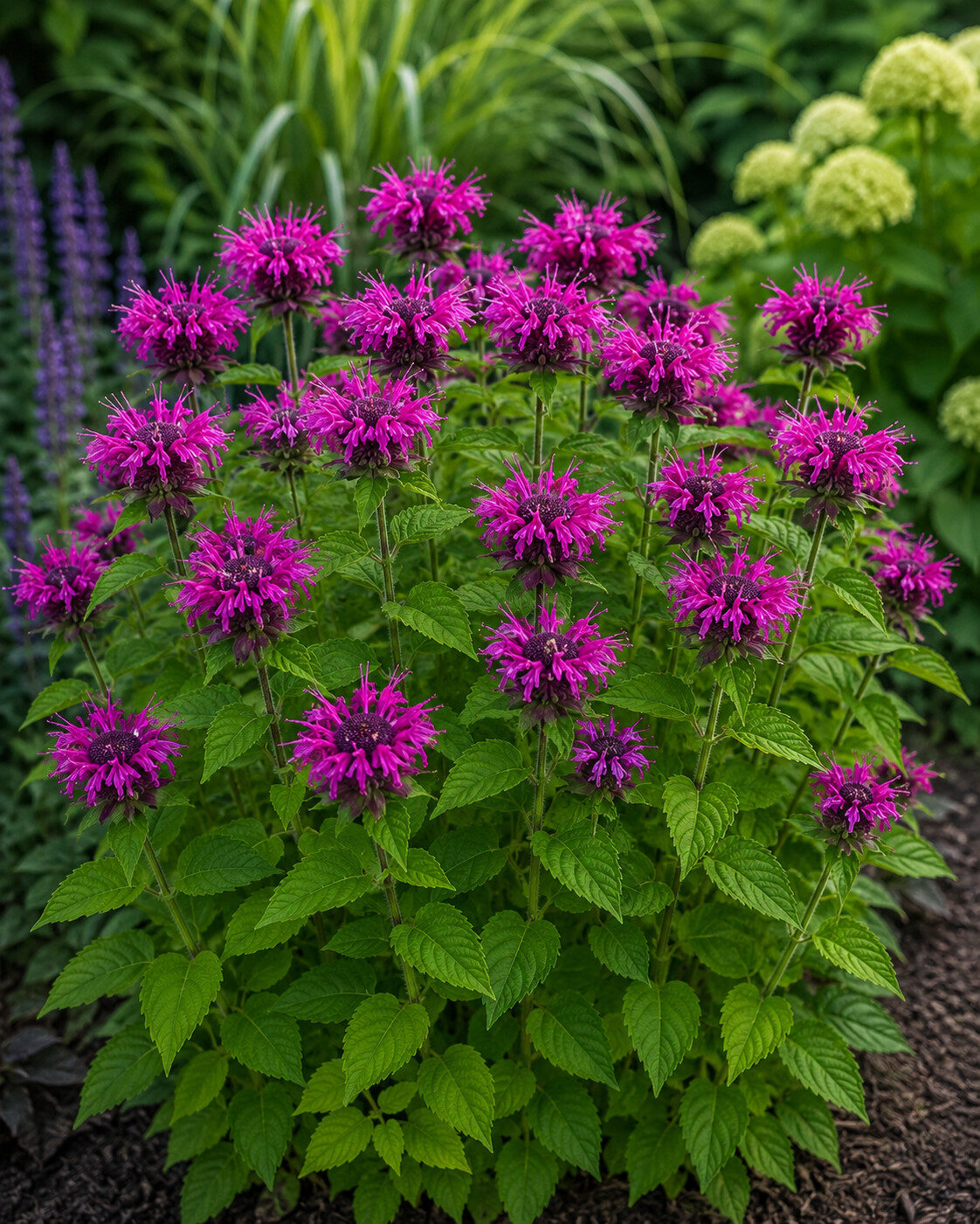 Pysznogłówka BEE-PURE - obrazek 4