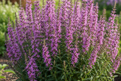 Krwawnica HOT PINK