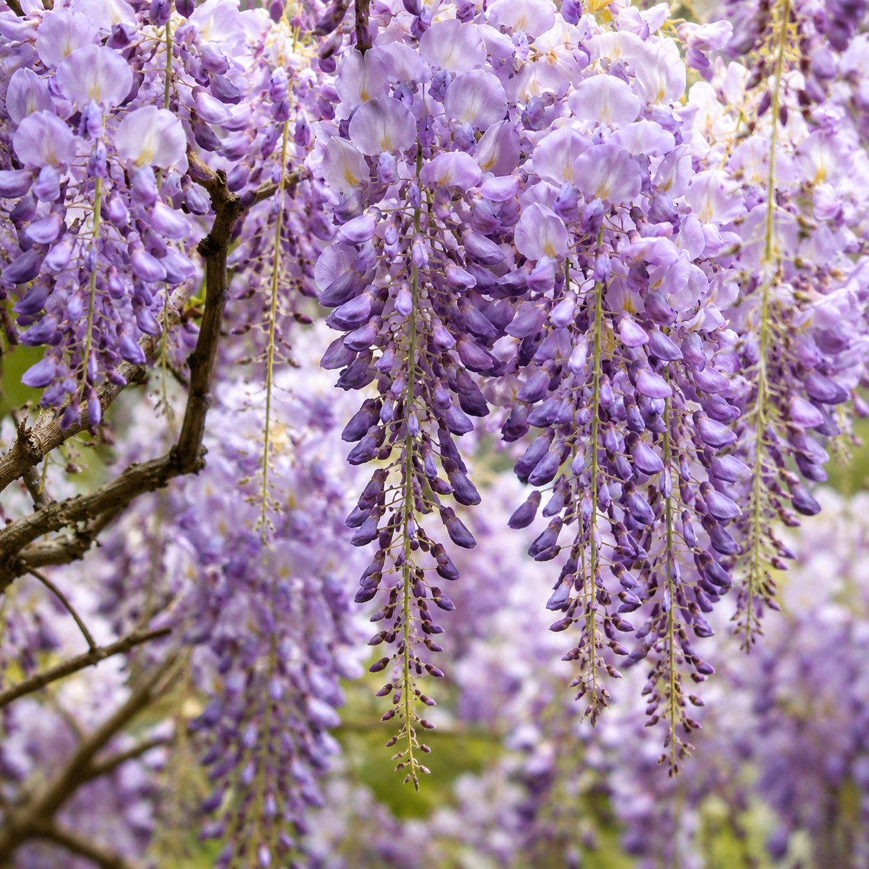 Wisteria Glicynia PREMATURA - obrazek 4