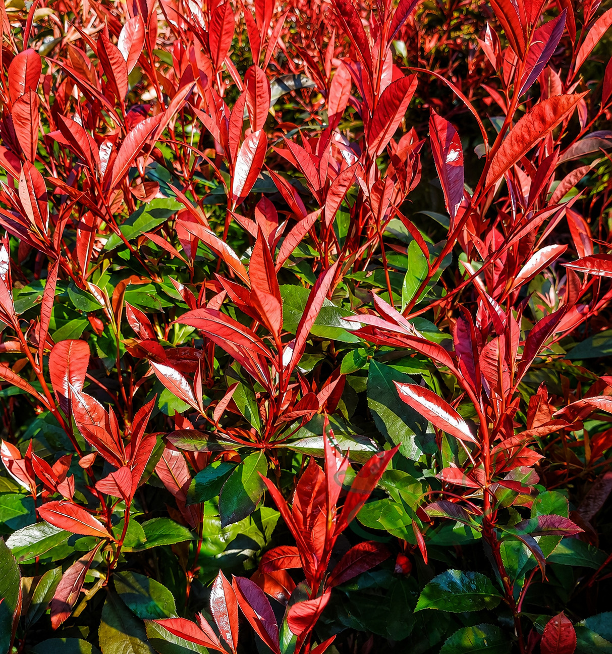 Głogownik CARRE ROUGE - obrazek 3