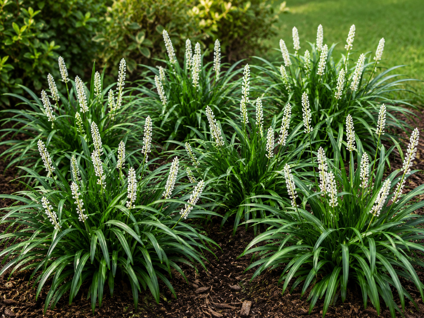 Liriope szafirkowe MONROE WHITE - obrazek 5