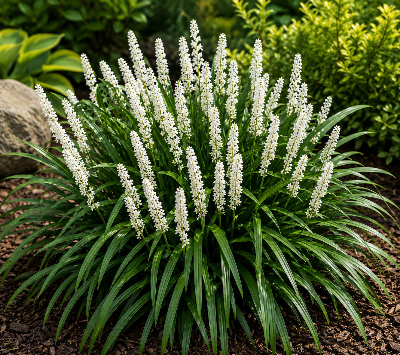 Liriope szafirkowe MONROE WHITE - obrazek 4