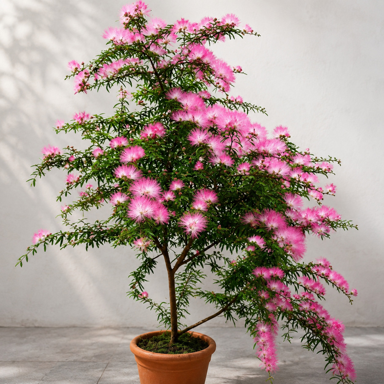 Kalliandra DIXIE PINK - obrazek 4