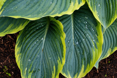 Funkia Hosta SHADOWLAND WU-LA-LA