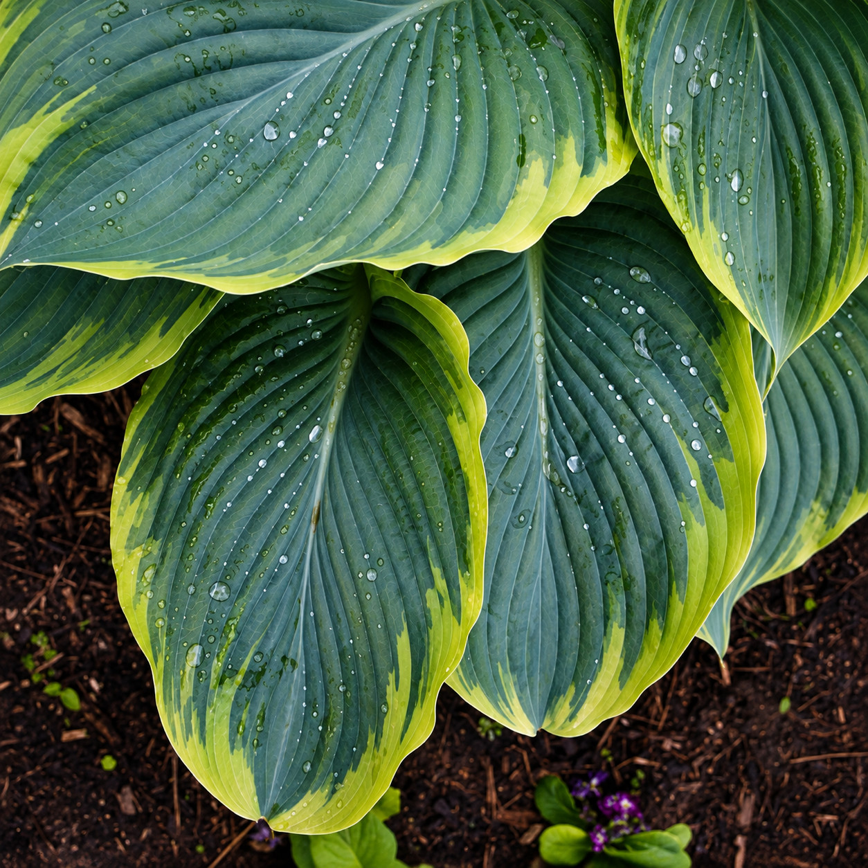 Funkia Hosta SHADOWLAND WU-LA-LA