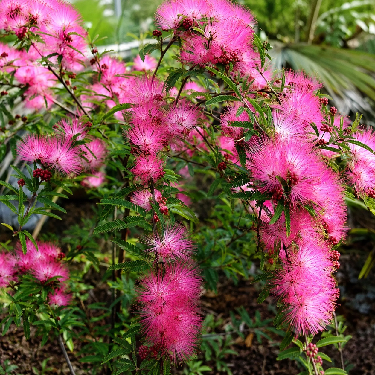 Kalliandra DIXIE PINK - obrazek 3