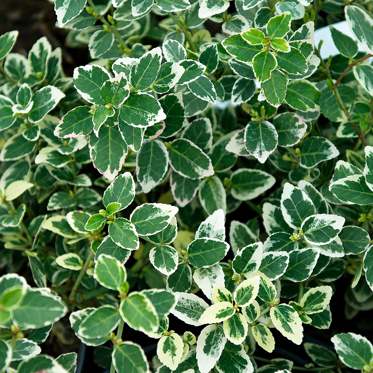 Trzmielina SILVER KRISTA NA PNIU - obrazek 4