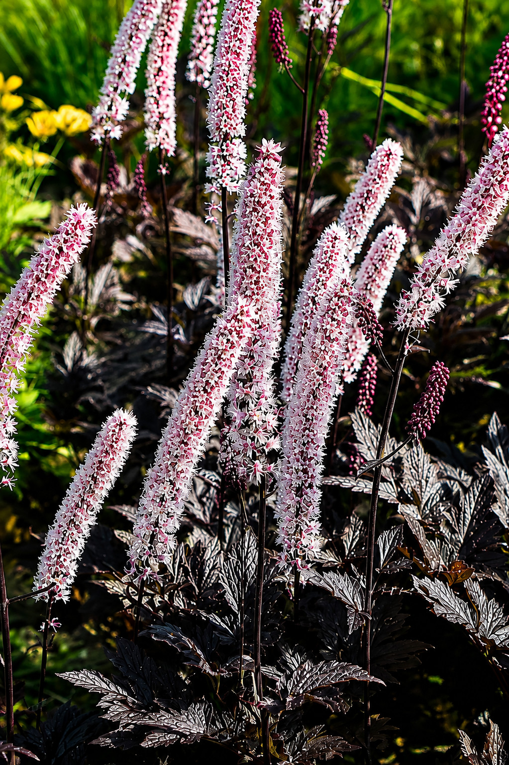 Pluskwica prosta PINK SPIKE - obrazek 4