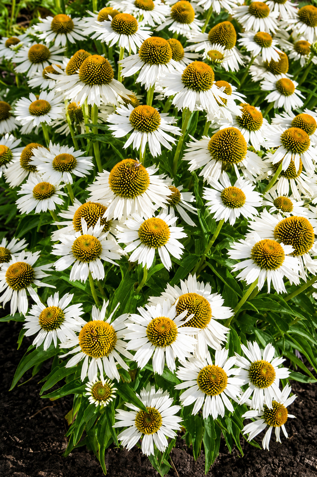 Echinacea jeżówka MEDITATION WHITE - obrazek 3