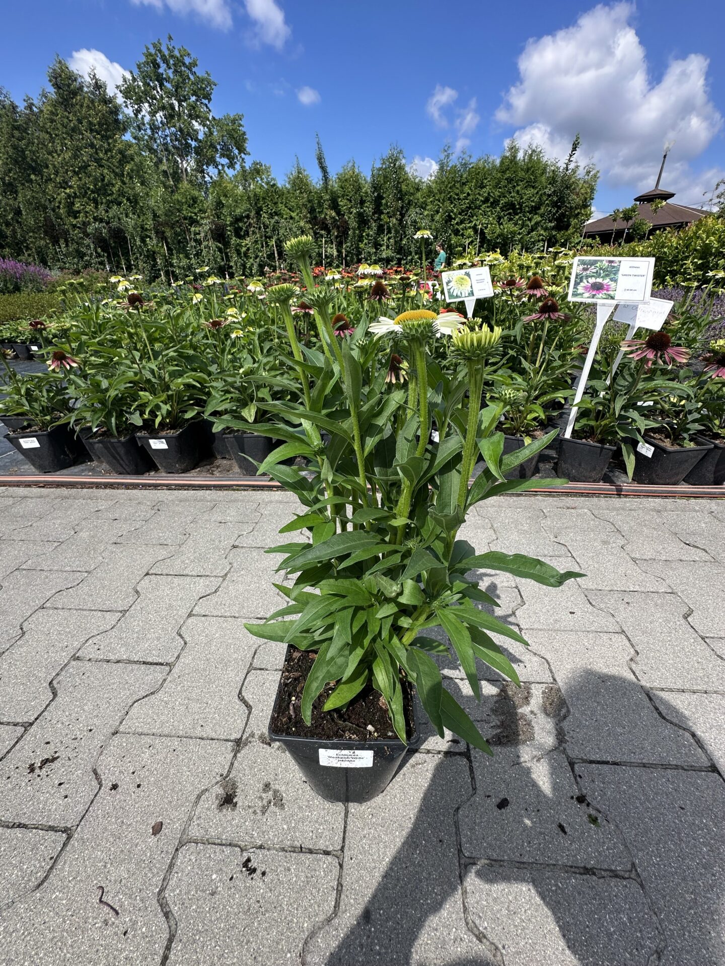Echinacea jeżówka MEDITATION WHITE - obrazek 2