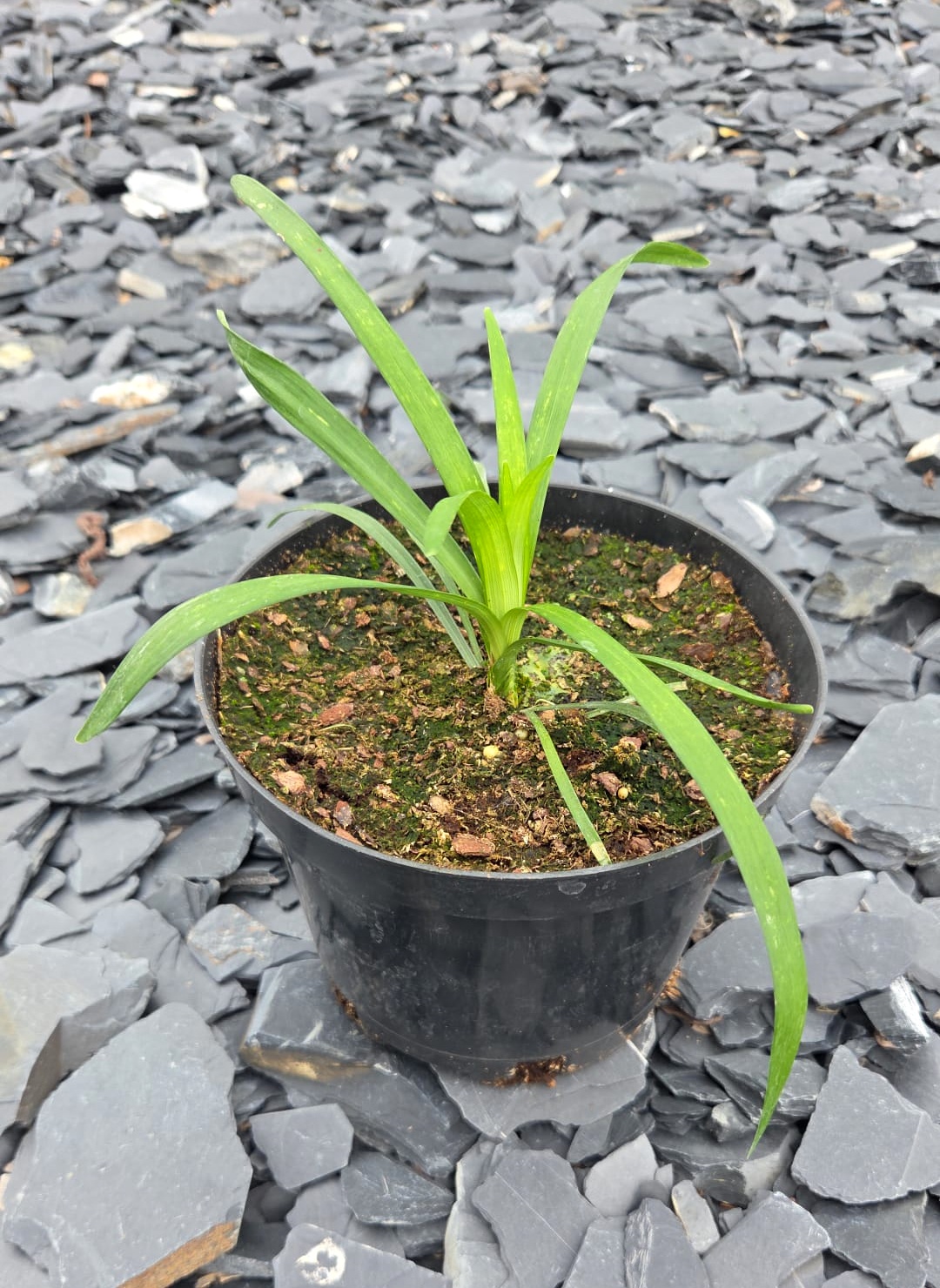 Liriope szafirkowe MONROE WHITE - obrazek 2