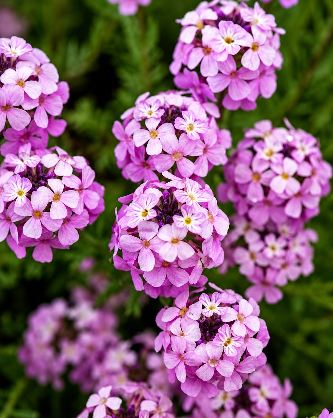 Skrzydlinka WARLEY ROSE - obrazek 4