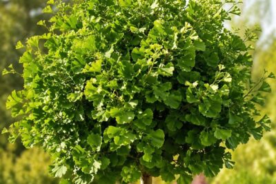 Miłorząb MARIKEN Gingko Biloba NA PNIU