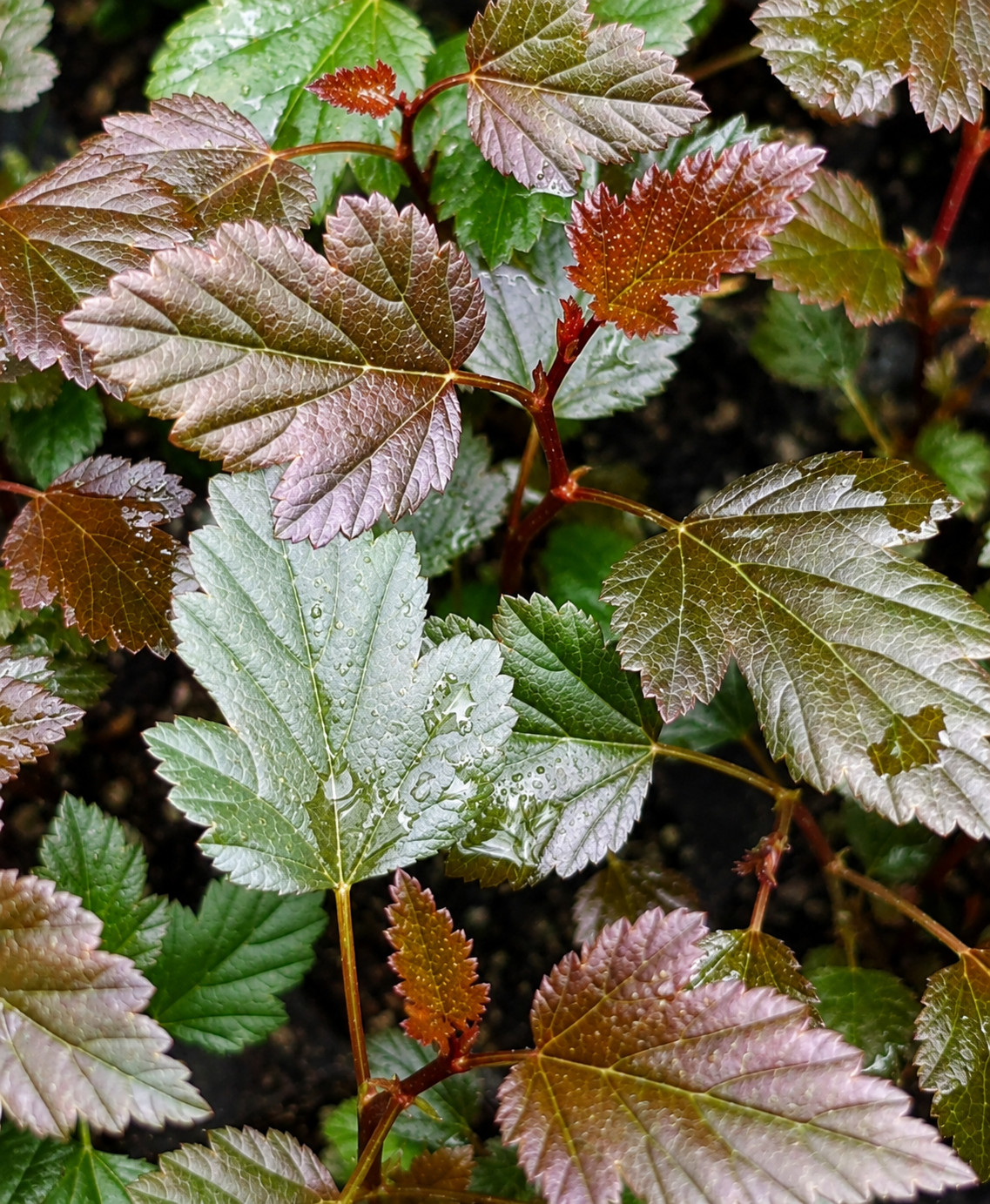 Pęcherznica kalinolistna RED COMPACT - obrazek 4