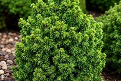 Świerk biały WITCH'S BROOM