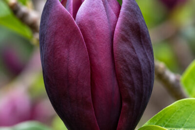 Magnolia BLACK BEAUTY