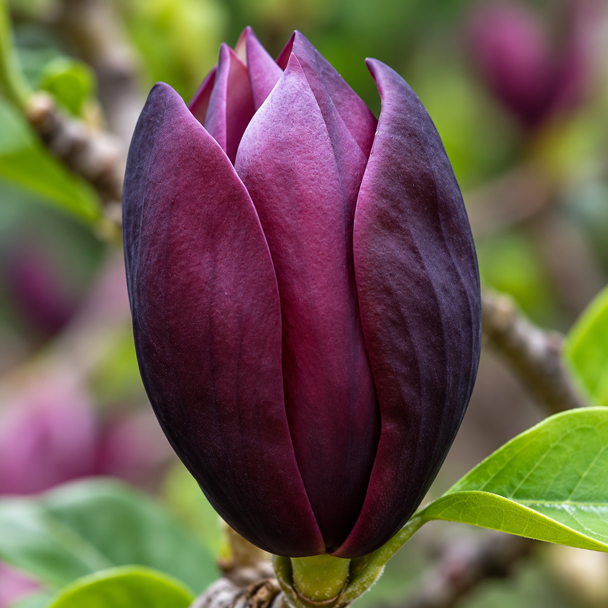 Magnolia BLACK BEAUTY