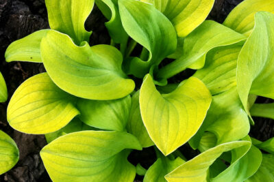 Hosta Funkia SUN MOUSE