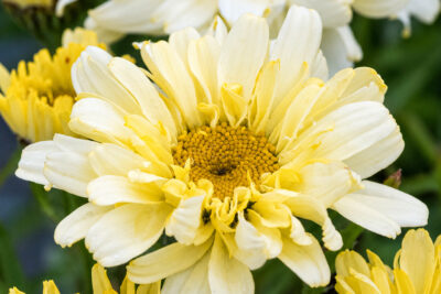 Złocień wielki SWEET DAISY IZABEL