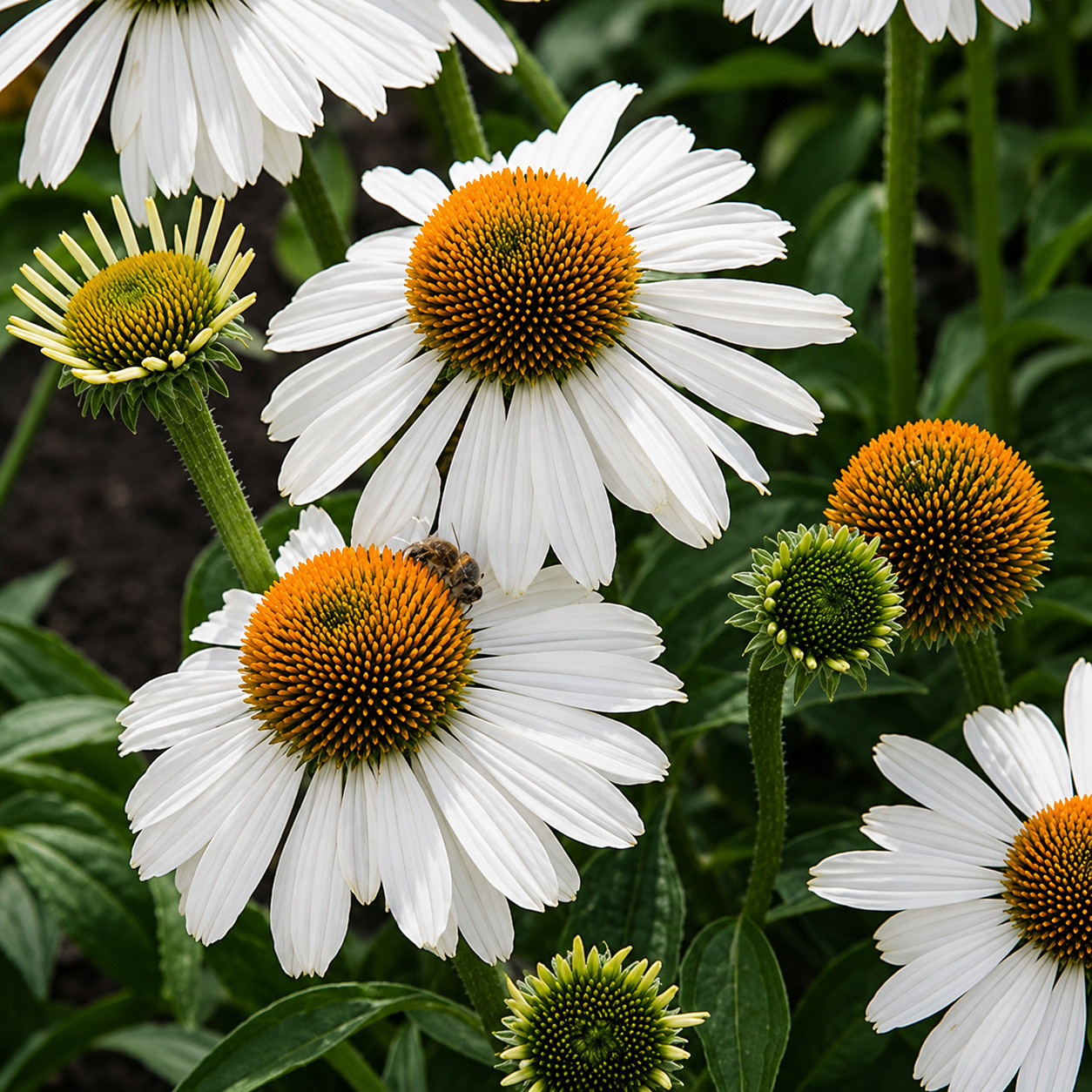 Echinacea jeżówka MEDITATION WHITE - obrazek 4