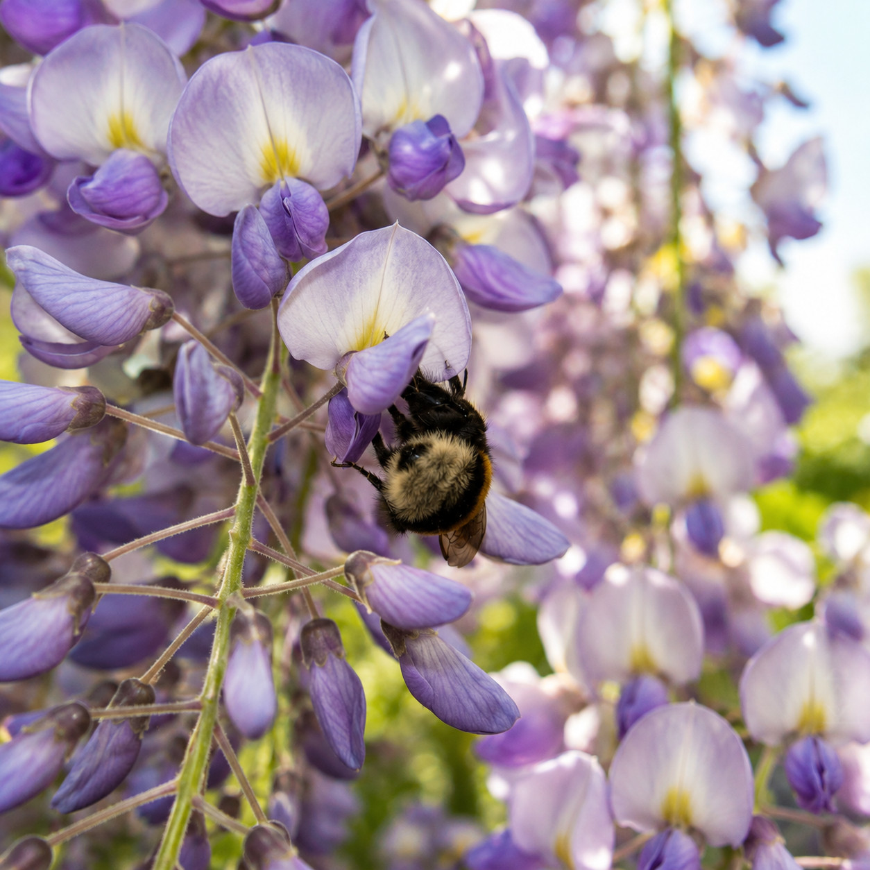 Wisteria Glicynia PREMATURA - obrazek 3