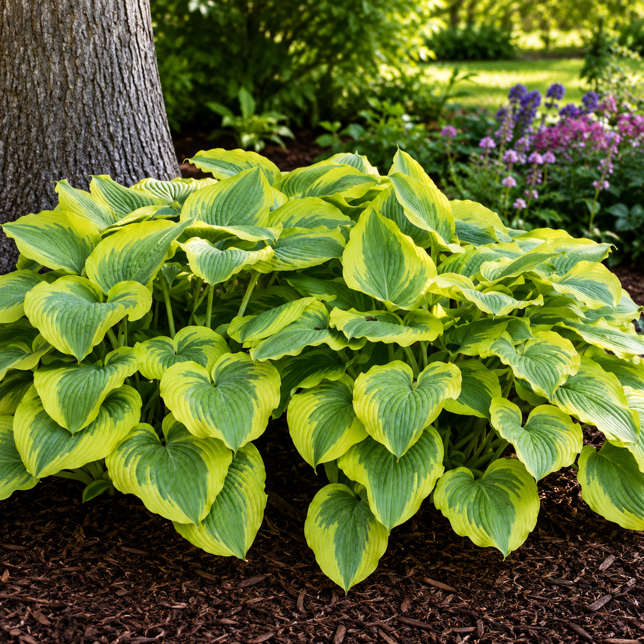 Funkia Hosta SHADOWLAND WU-LA-LA - obrazek 4