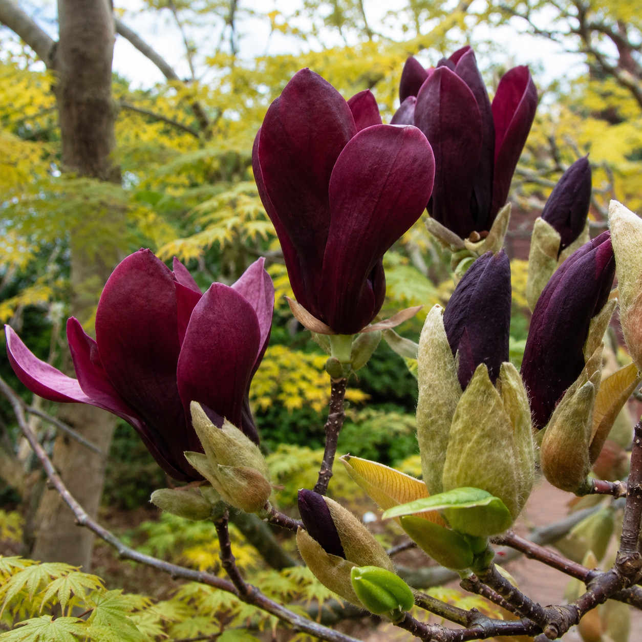 Magnolia BLACK BEAUTY - obrazek 4