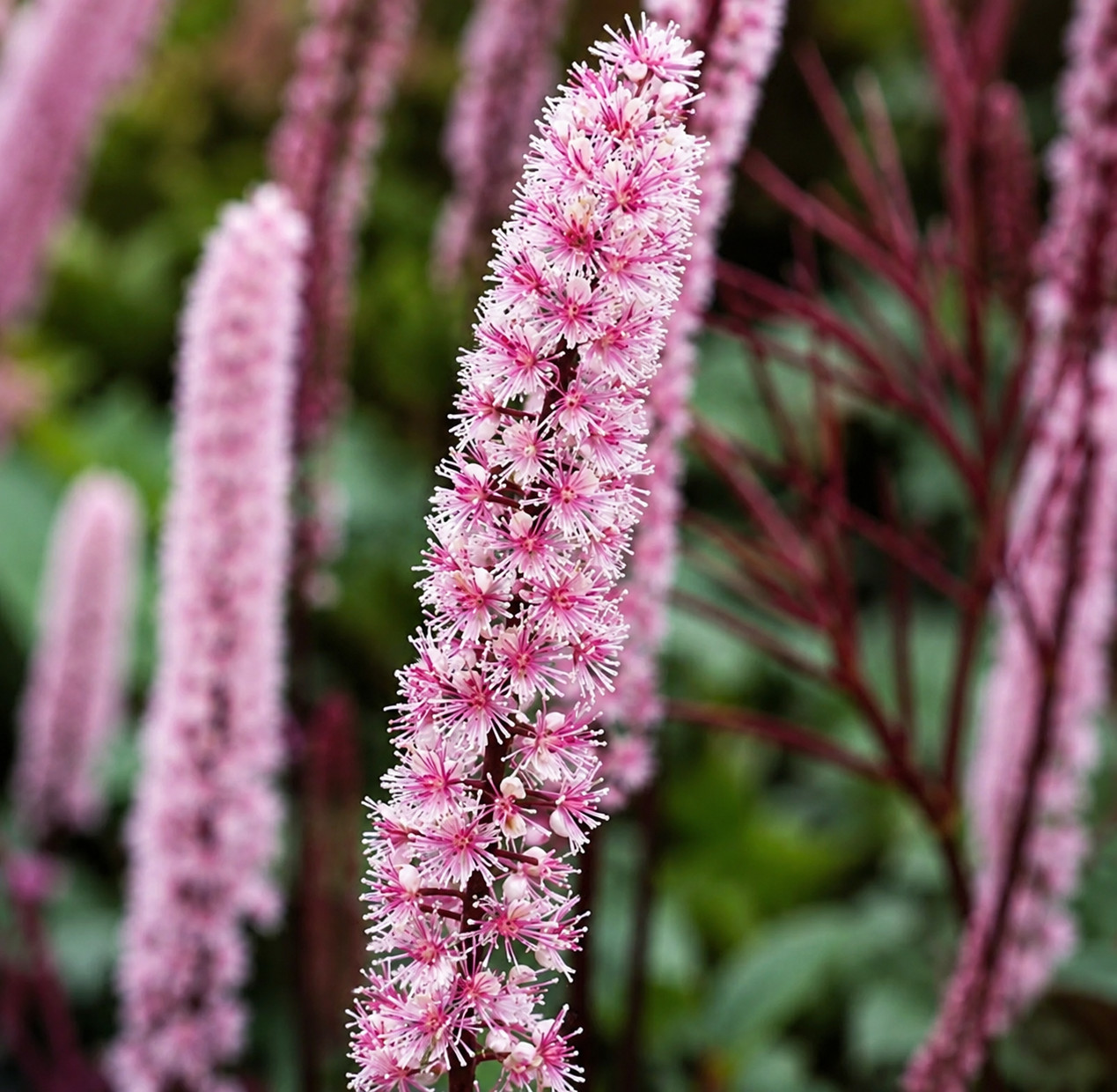 Pluskwica prosta PINK SPIKE - obrazek 2
