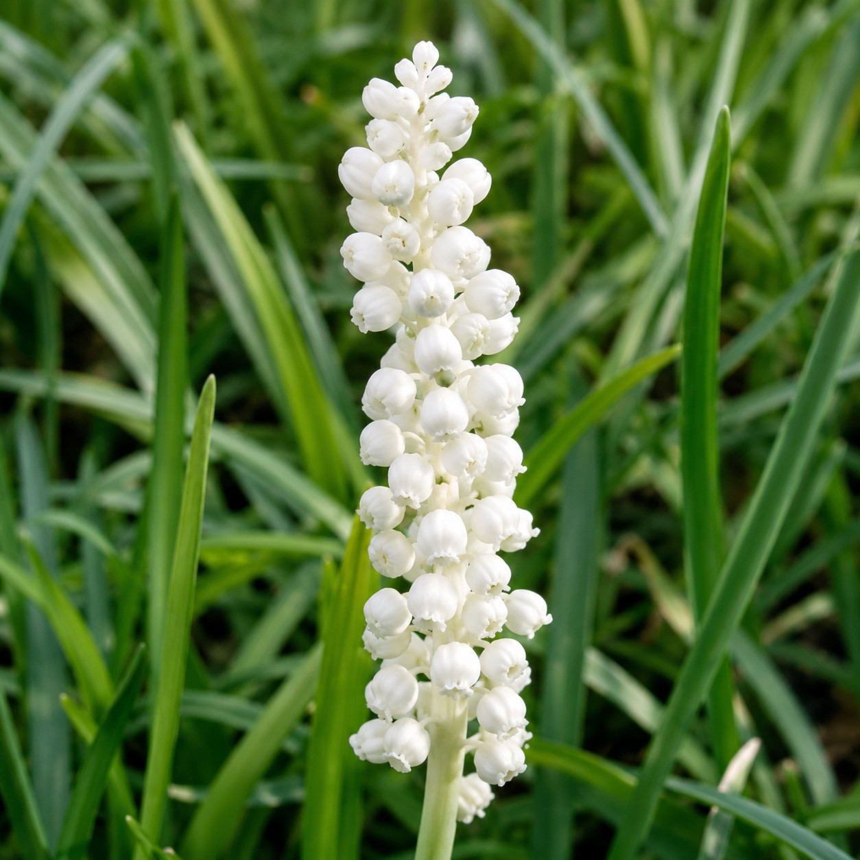 Liriope szafirkowe MONROE WHITE - obrazek 3
