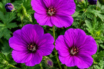 Bodziszek DEEP PURPLE