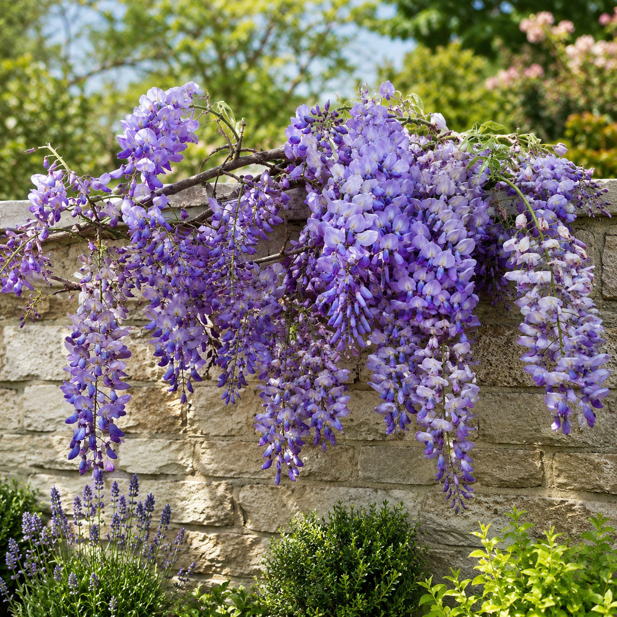 Wisteria Glicynia PREMATURA - obrazek 5