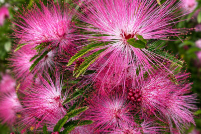 Kalliandra DIXIE PINK