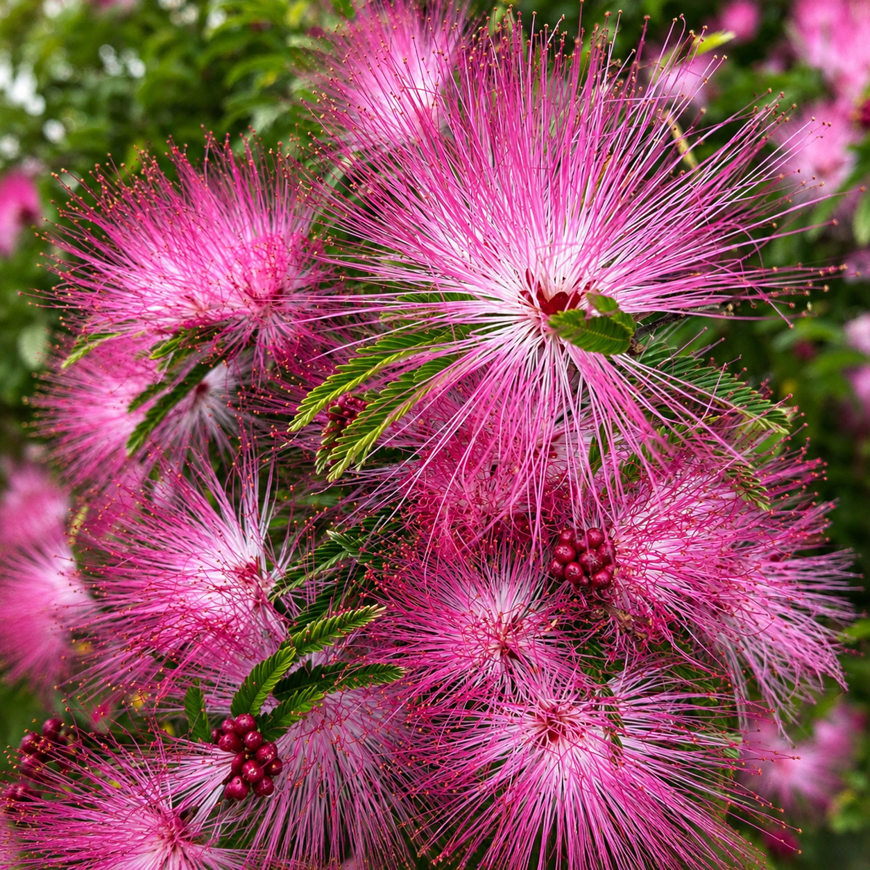 Kalliandra DIXIE PINK