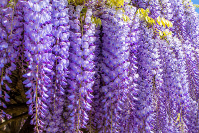 Wisteria Glicynia PREMATURA