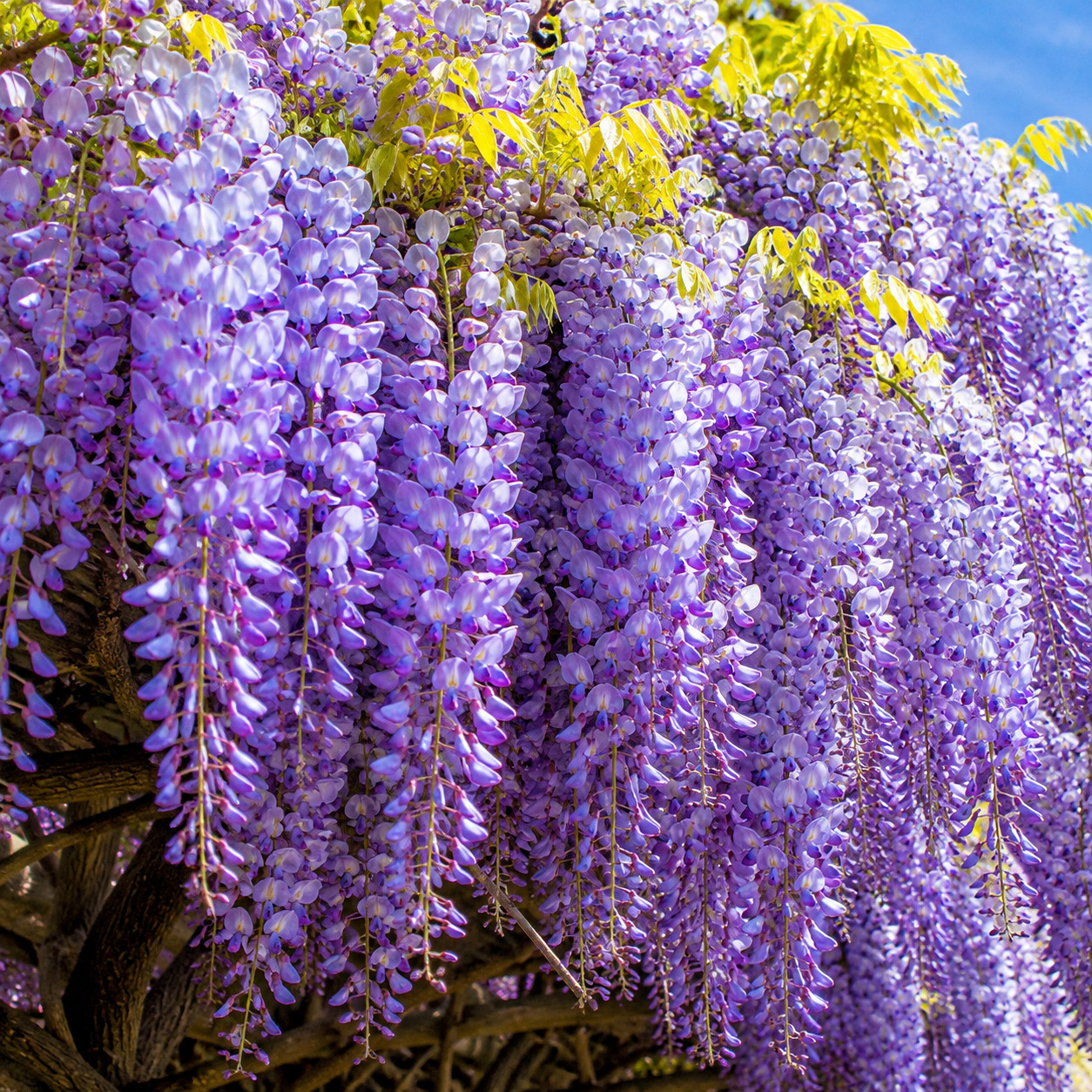 Wisteria Glicynia PREMATURA