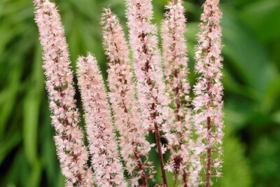 Pluskwica prosta PINK SPIKE