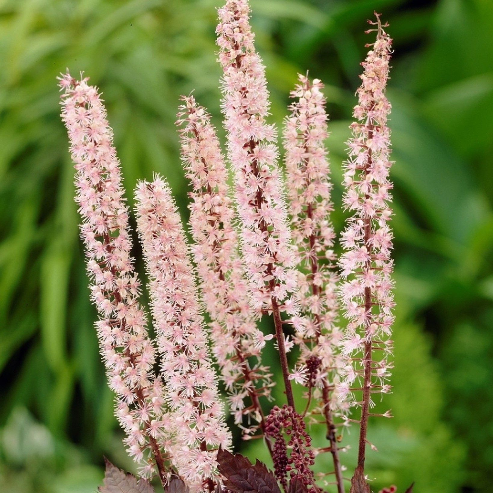 Pluskwica prosta PINK SPIKE